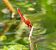 Crocothemis erythraea © Piero Bonvicini