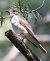 Pigliamosche (Muscicapa striata) © Horand Maier