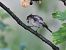 Codibugnolo (Aegithalos caudatus) © Horand Maier