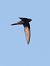 Rondone comune (Apus apus) © Horand Maier