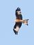 Nibbio reale (Milvus milvus) © Horand Maier