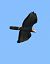 Falco pecchiaiolo (Pernis apivorus) © Horand Maier
