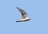 Gheppio (Falco tinnunculus) © Horand Maier