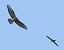 Lodolaio (Falco subbuteo) © Horand Maier