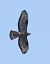 European Honey Buzzard  - Horand Maier