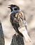 Feldsperling (Passer montanus) © Horand Maier