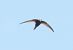 Rondone pallido (Apus pallidus) © Horand Maier
