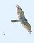 Sparviere (Accipiter nisus) © Horand Maier