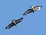 Poiana (Buteo buteo) © Horand Maier