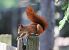 Scoiattolo comune europeo (Sciurus vulgaris) © Horand Maier