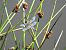 Libellula quadrimaculata  - Massimino Luigi Brigo