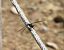 Libellula depressa © Massimino Luigi Brigo