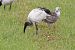 Ibis sacro (Threskiornis aethiopicus) © Lorenzo Maffezzoli