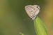Leptotes pirithous © Lorenzo Maffezzoli