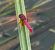 Trithemis annulata © Massimo Maldifassi