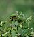 Gartenrotschwanz (Phoenicurus phoenicurus) © Marco Esposito