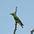 Pirol (Oriolus oriolus) © Marco Esposito