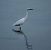 Garzetta (Egretta garzetta) © Marco Esposito