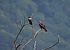 Nibbio bruno (Milvus migrans) © Marco Esposito