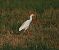 Airone guardabuoi (Ardea ibis) © Marco Esposito