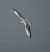 Gabbiano comune (Chroicocephalus ridibundus) © Marco Esposito