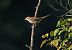 Averla piccola (Lanius collurio) © Marco Esposito