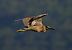Nitticora (Nycticorax nycticorax) © Marco Esposito