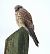Gheppio (Falco tinnunculus) © Marco Esposito