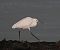 Garzetta (Egretta garzetta) © Marco Esposito