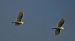 Airone guardabuoi (Ardea ibis) © Marco Esposito