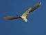 Airone bianco (Ardea alba) © Marco Esposito