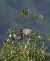 Storno (Sturnus vulgaris) © Marco Esposito
