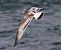 Gabbiano corallino (Ichthyaetus melanocephalus) © Enrico Viganò