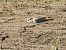 Corriere piccolo (Charadrius dubius) © Gianluca Congi