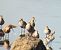 Piovanello pettorale (Calidris melanotos) © Simone Bellomo