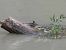 Ballerina gialla (Motacilla cinerea) © B Bondioni