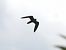 Lodolaio (Falco subbuteo) © B Bondioni