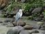Airone cenerino (Ardea cinerea) © B Bondioni
