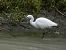 Garzetta (Egretta garzetta) © B Bondioni