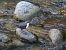 Cincle plongeur (Cinclus cinclus) © Giuseppe Taverna