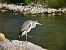 Airone cenerino (Ardea cinerea) © Giuseppe Taverna