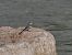 Ballerina bianca (Motacilla alba) © Giuseppe Taverna