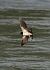 Rondine (Hirundo rustica) © Giuseppe Taverna