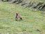 Volpe (Vulpes vulpes) © Giuseppe Taverna