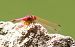 Trithemis annulata Anonimo