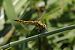 Orthetrum brunneum © Francesco Ornaghi