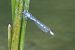Enallagma cyathigerum © Francesco Ornaghi