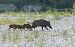 Cinghiale (Sus scrofa) © Paolo Utmar (FVG)