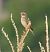 Stiaccino (Saxicola rubetra) © Walter Sassi