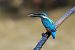 Martin pescatore (Alcedo atthis) © Nadia Barp